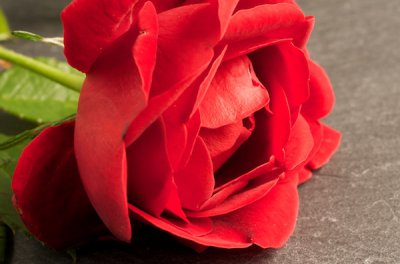 Rose.jpg