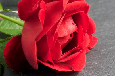 Rose (1).jpg