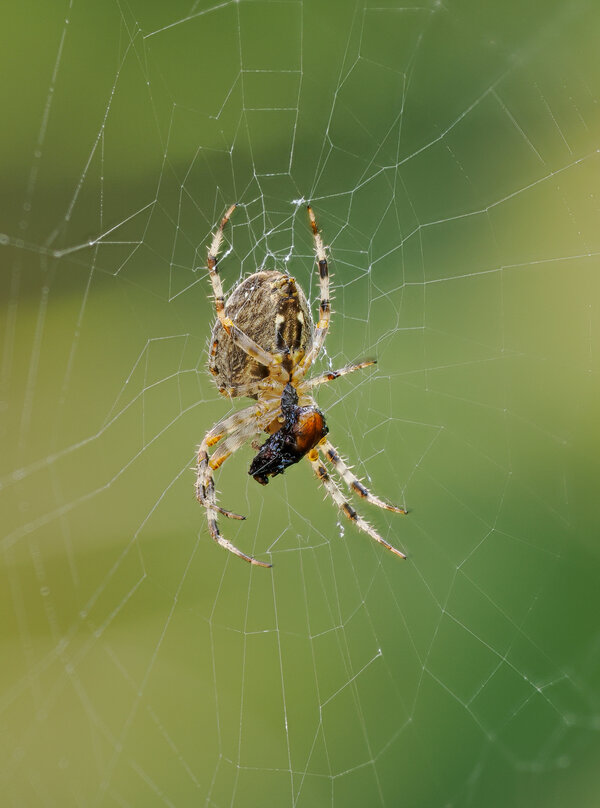 Spinne mit Beute.jpg