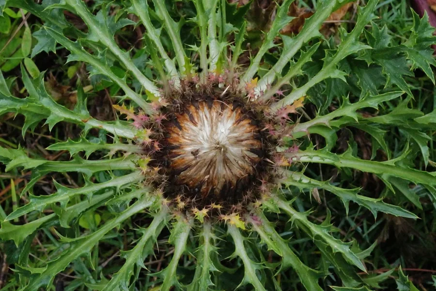 Distelsymmetrie.webp