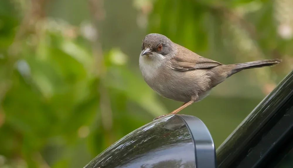 P4230333-Bearbeitet.webp