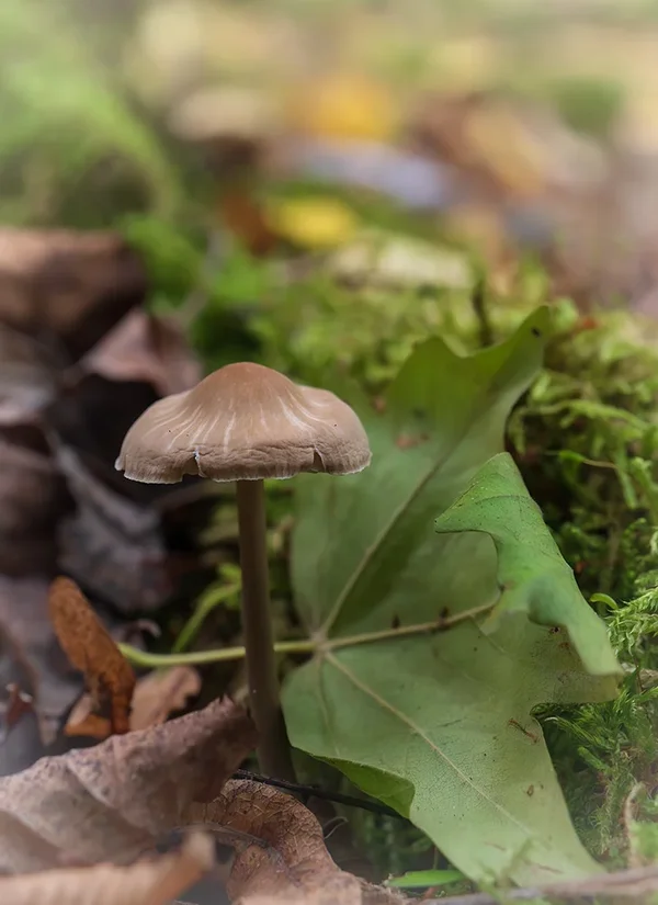 ci_A7402371.webp