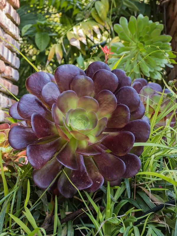 P4280445.webp