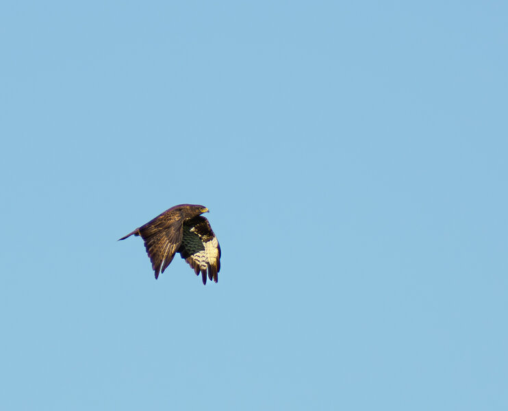 Buteo buteo-3.jpg