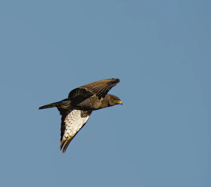Mäusebussard im Flug.webp