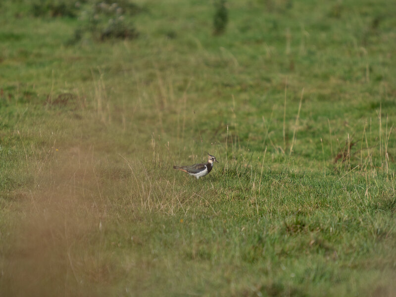 Kiebitz auf Wiese.jpg