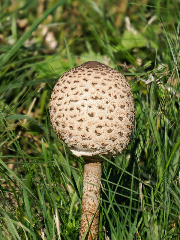 Pilz in bequemer Höhe.jpg