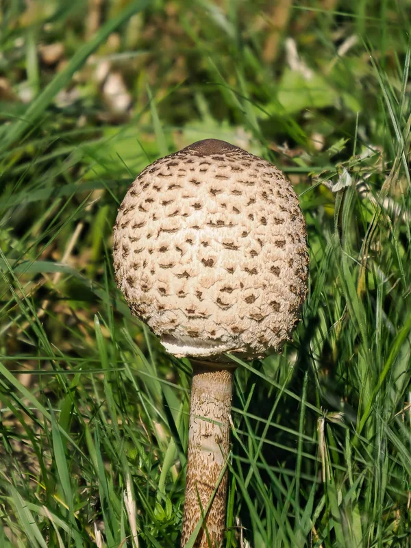 Pilz in bequemer Höhe.webp