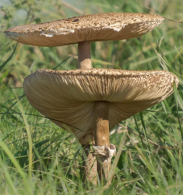 Pilz in bequemer Höhe_2.webp
