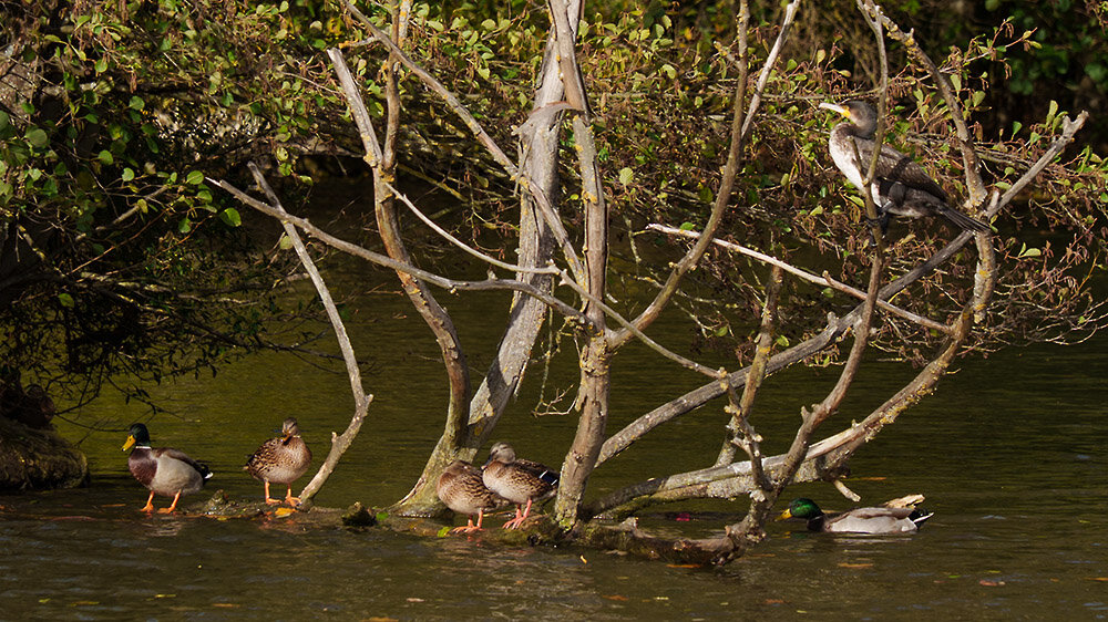ci_A7402590.jpg