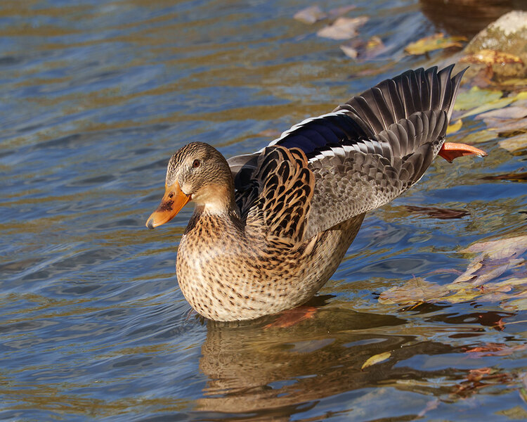ci_A7402613.jpg