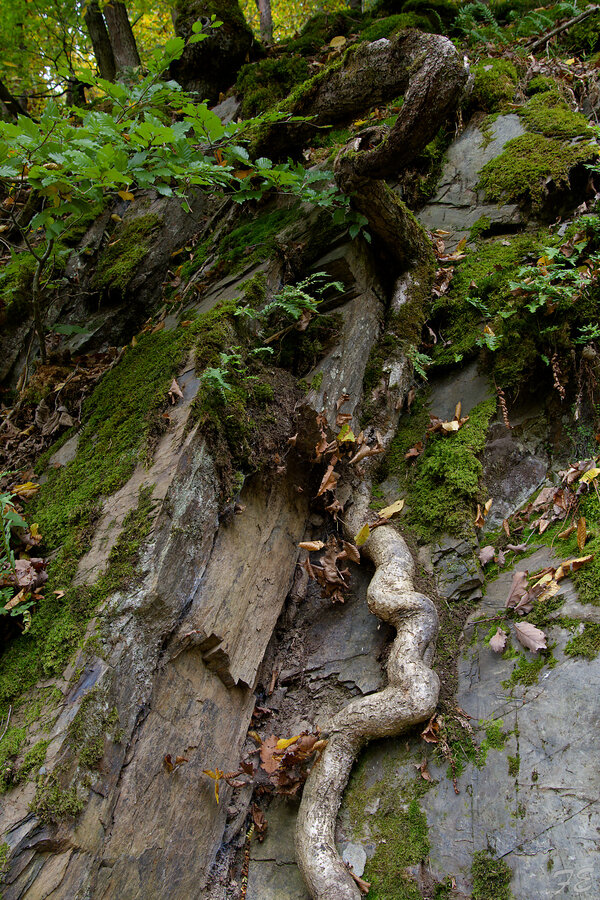 IMGP5858_DxO.jpg IMGP5858_DxO.jpg