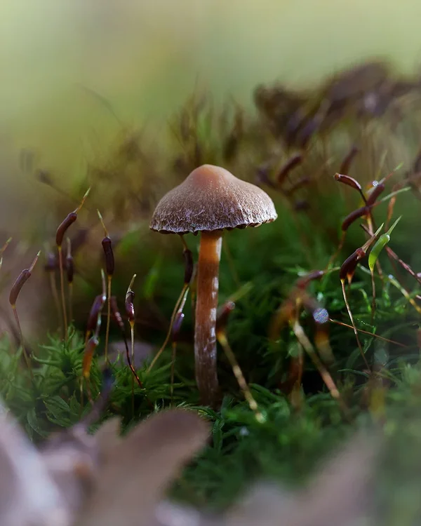 ci_A7402659.webp