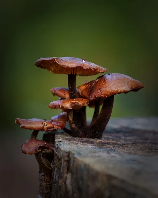 ci_A7402665.webp