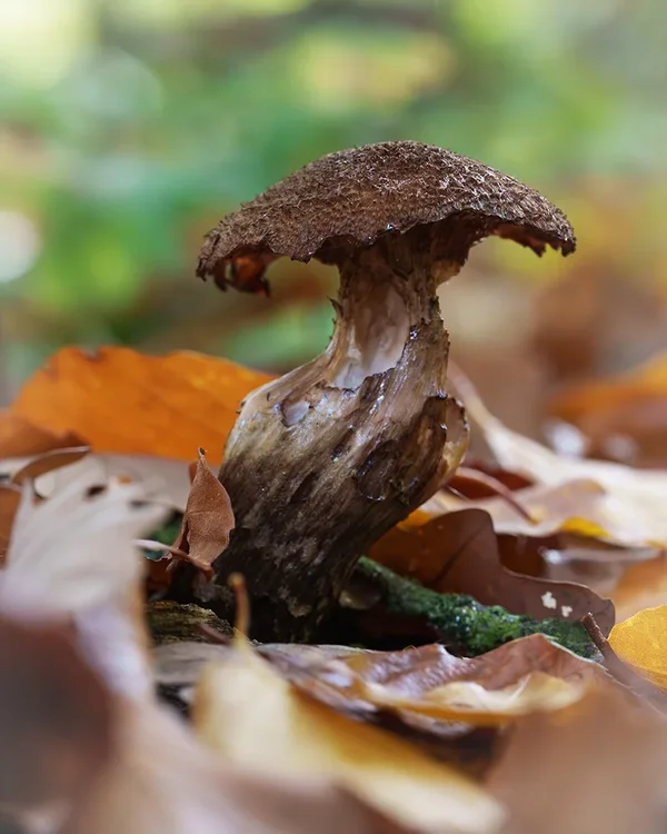 ci_A7402676.webp