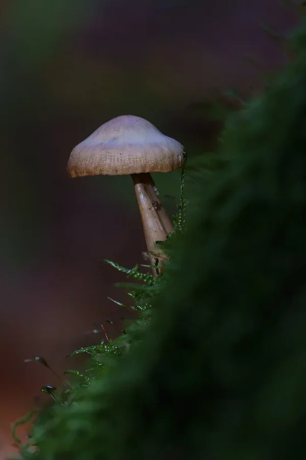 ci_A7402741.webp