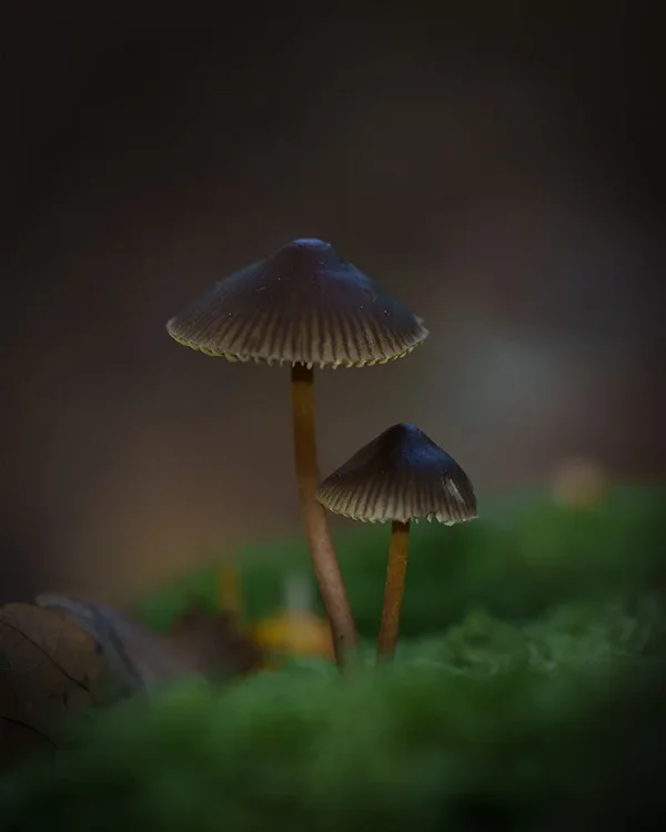 ci_A7402775.webp
