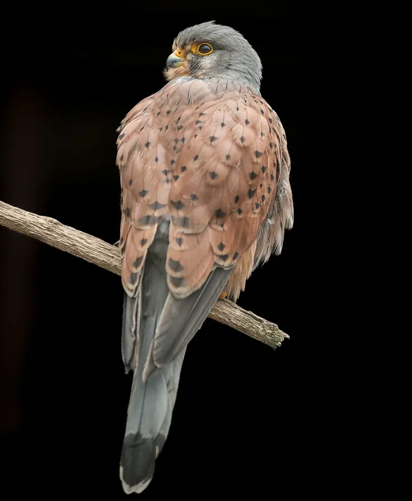 Turmfalke-2.webp