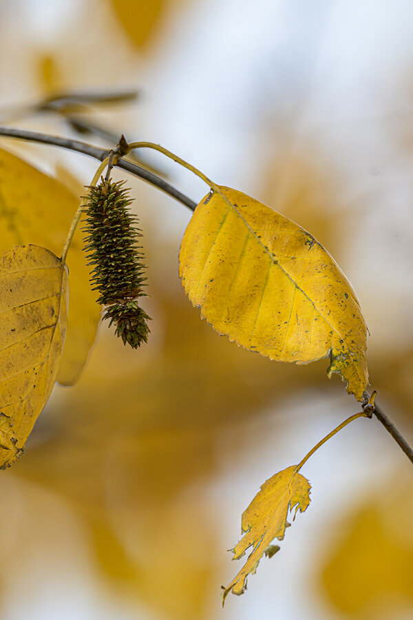 Herbstbirke DSC_0159 klein.jpg