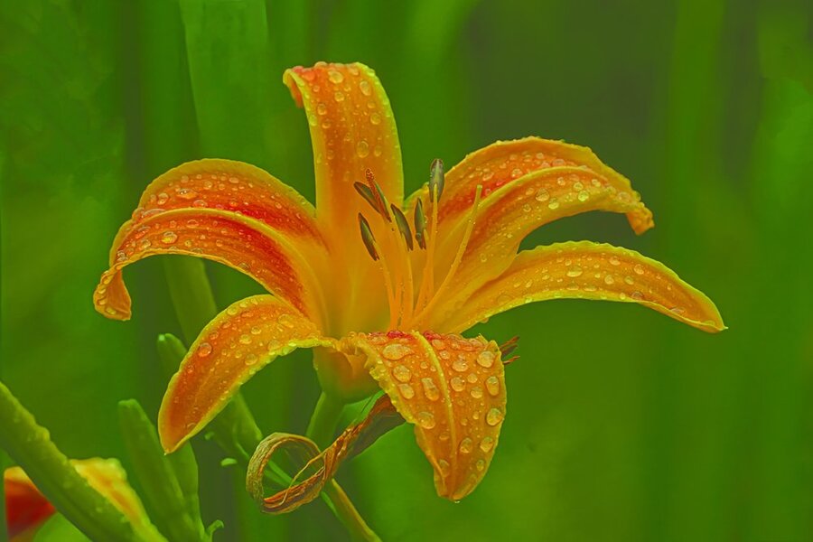LilieOrangemWassertropfenSL3Si105Mac2EXT.jpg