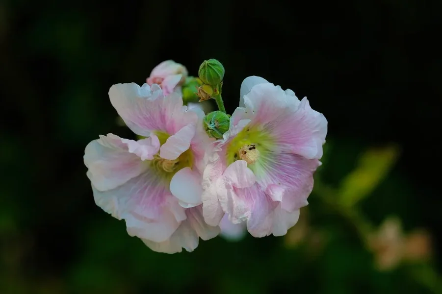BlütenWeissRosaLichtin DunkelheitSL3Si105Mac.webp