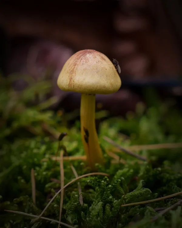 ci_A7403417_cep.webp
