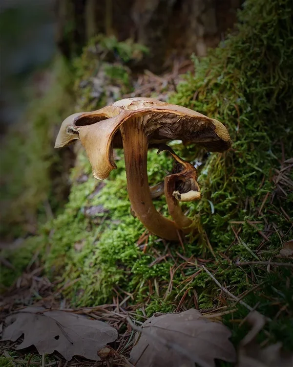 ci_A7403419_cep.webp