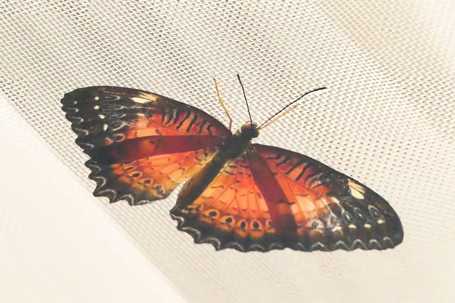 SchmetterlingRotBraunaufVorhangGrossV5.webp