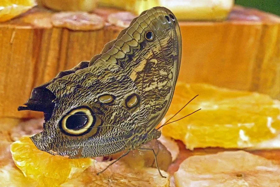 SchnetterlingEINTELSOLOaufGelbemFutterV5.webp