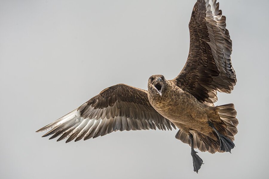 Skua 3 _NIK4466 Kopie.jpg