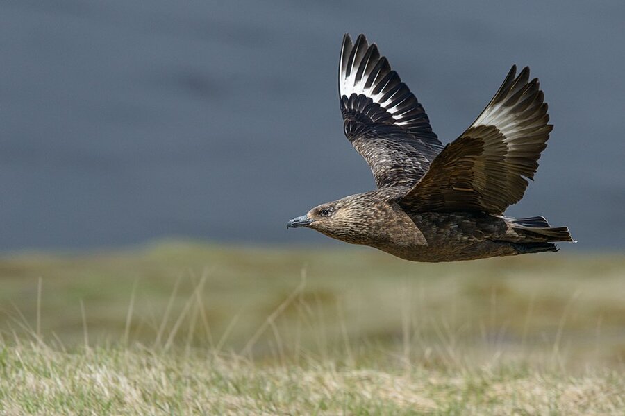 Skua im Flug_NIK4309 Kopie.jpg