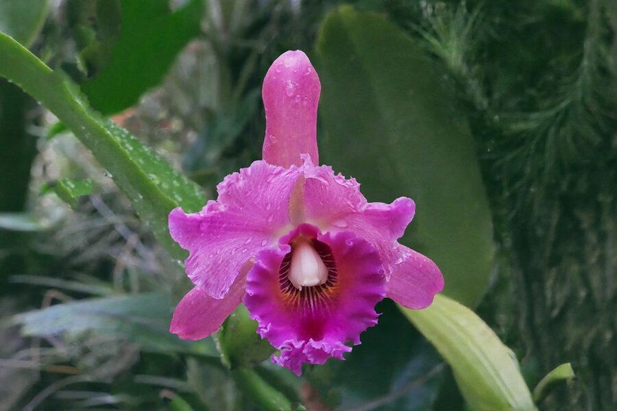 OrchideeZYKLAMSOLODLUX8FINFINFIN.jpg