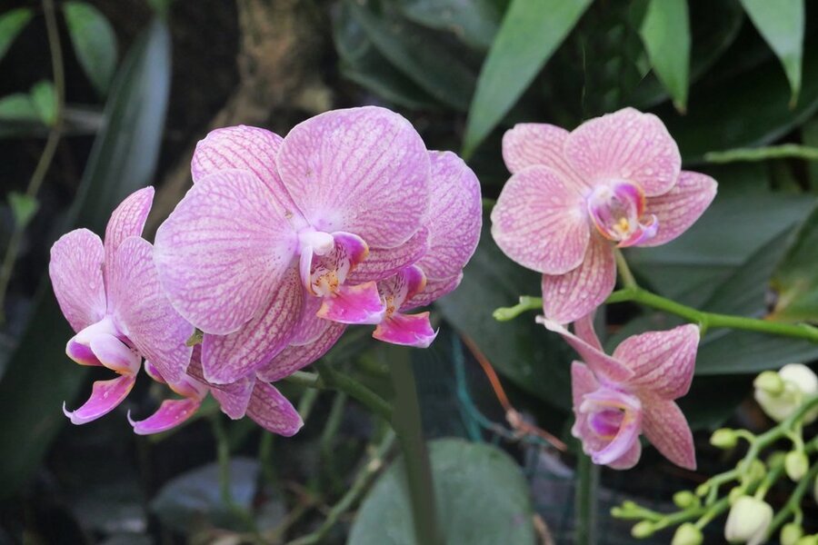 OrchideenRosagesprenkeltGruppeDLUX8.jpg