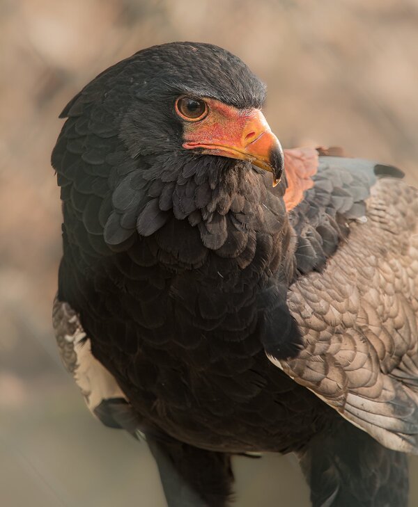 Wuppertaler Zoo Febr. 2019-30_DxO.jpg