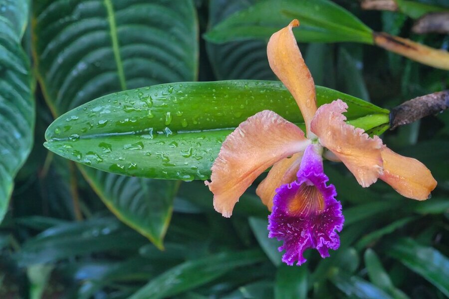 OrchideeGelbPurpurmBlattuTropfenDLUX8.jpg
