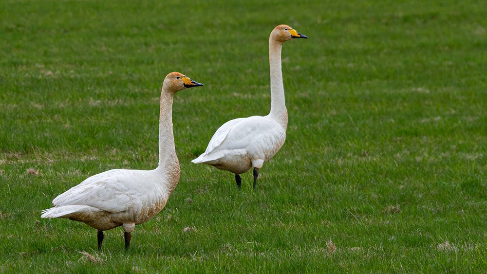 Singschwan zwei_NIK3376 Kopie 2.jpg