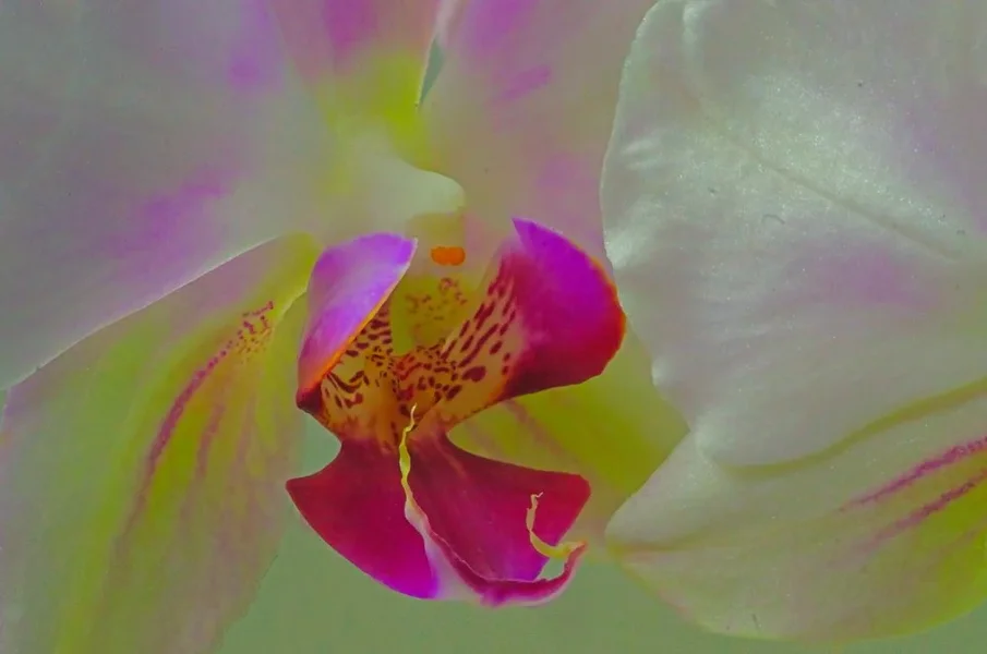 OrchideeTeilGROSSSL3Si105MacFINFINFIN.webp