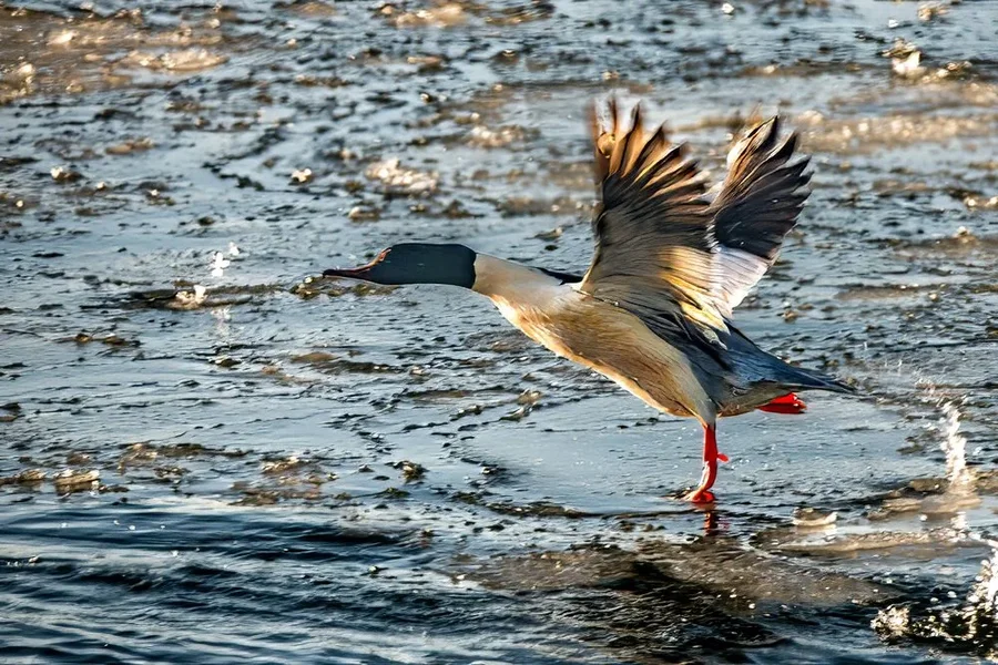 Mittelsäger_NIK3787 Kopie.webp