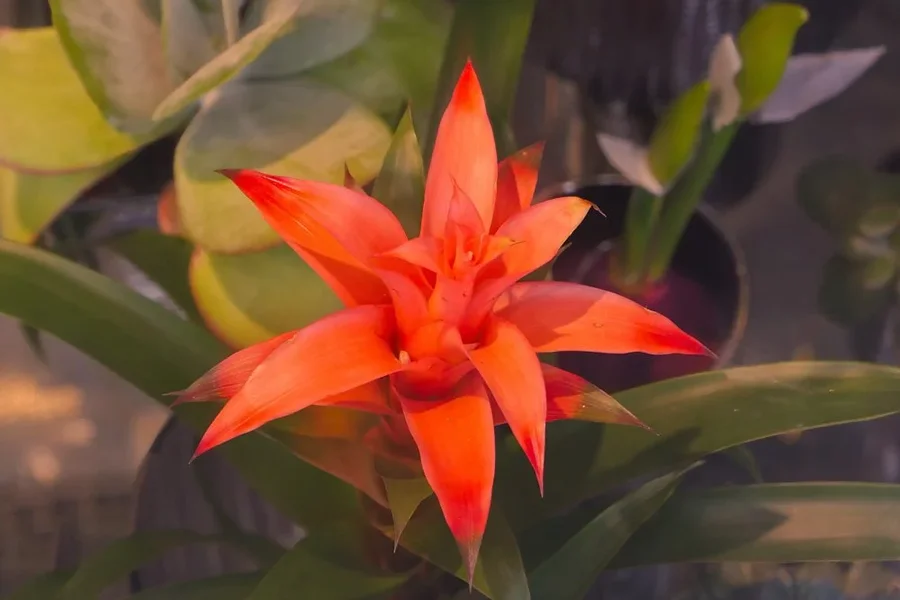BromelieOrangeinSchaufensterDLUX8.webp