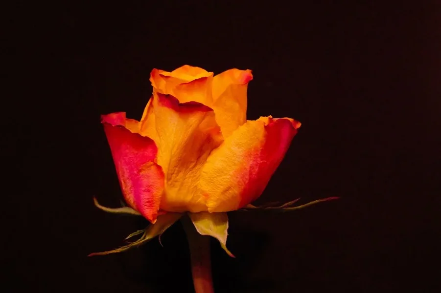 RosemblüteGelbRotSL3Si105MacEINS.webp