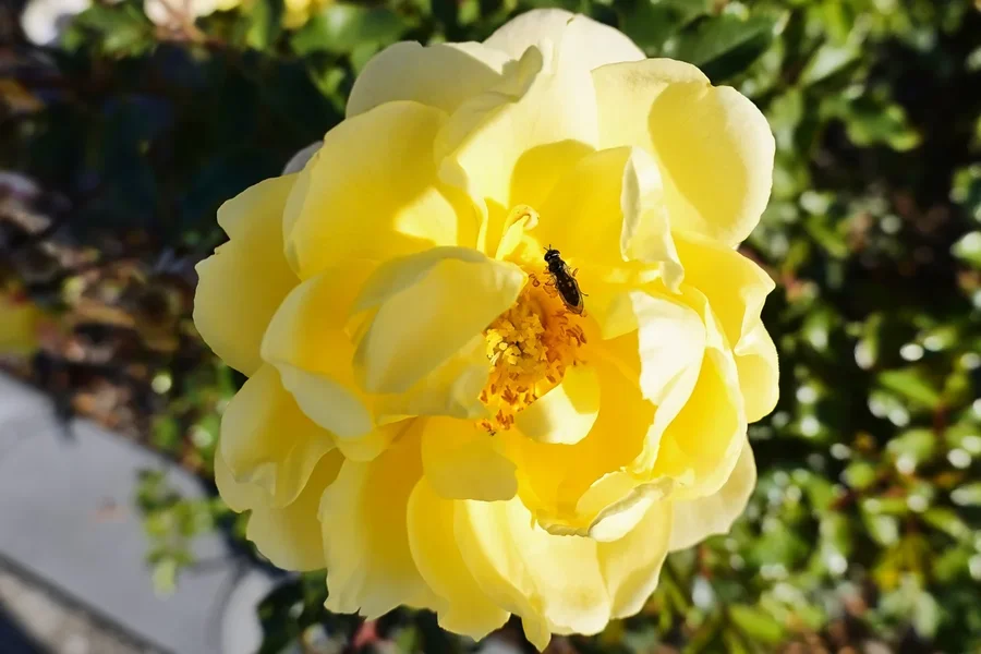 _DSC1767 Blume1.webp