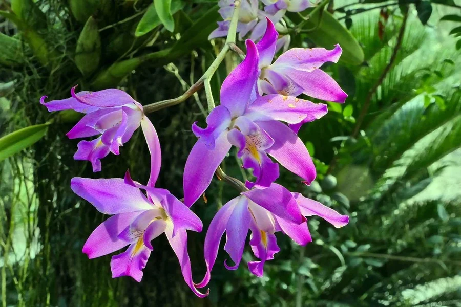 OrchideengruppeLilaweissaufStammV5.webp
