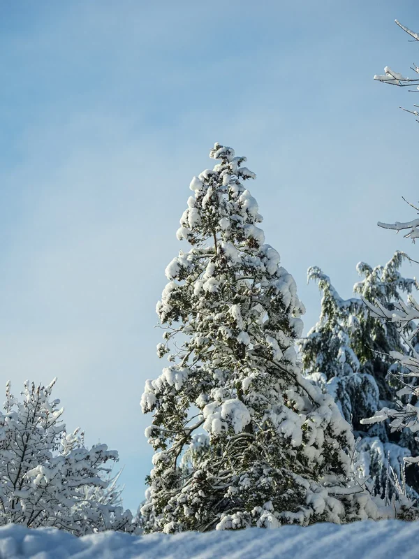 Winterwonderland.webp