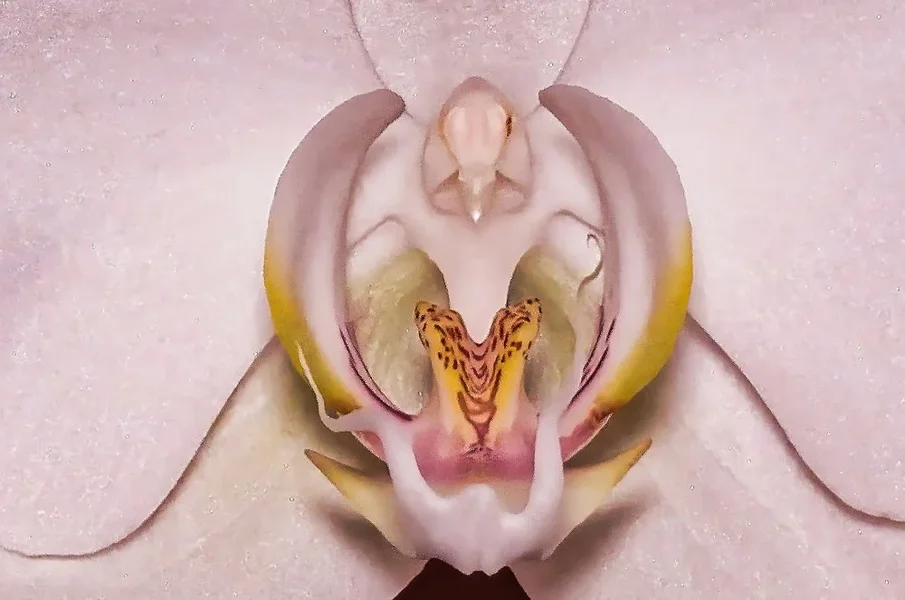 OrchideeWeissSOLOnurSTAUBGEFÄSSSL3Si105MacCROP.webp