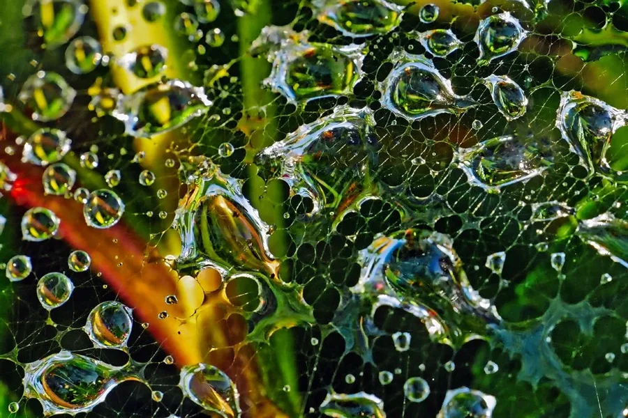 WassertropfenüberPflanzeimSpnnennetzSL2FINFINFINOPTIMAL.webp
