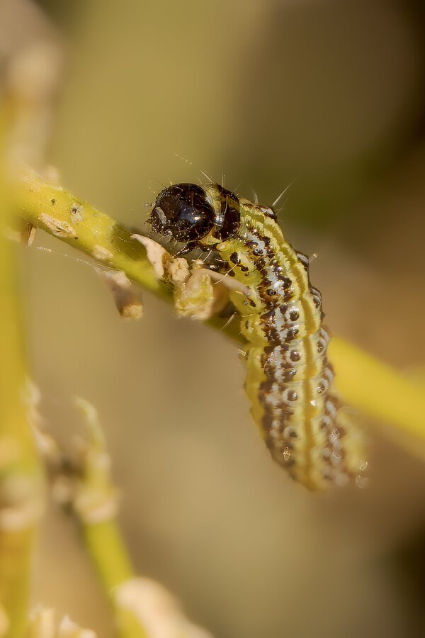 Garten 2025-272_DxO-Bearbeitet.jpg