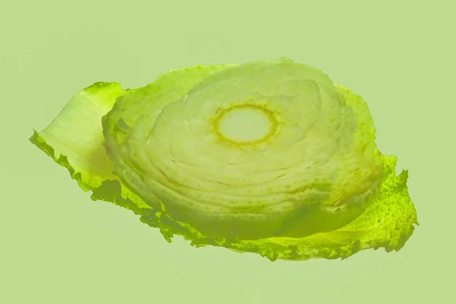 ChinakohlStrunkaufBlatufGrüntSL3.webp