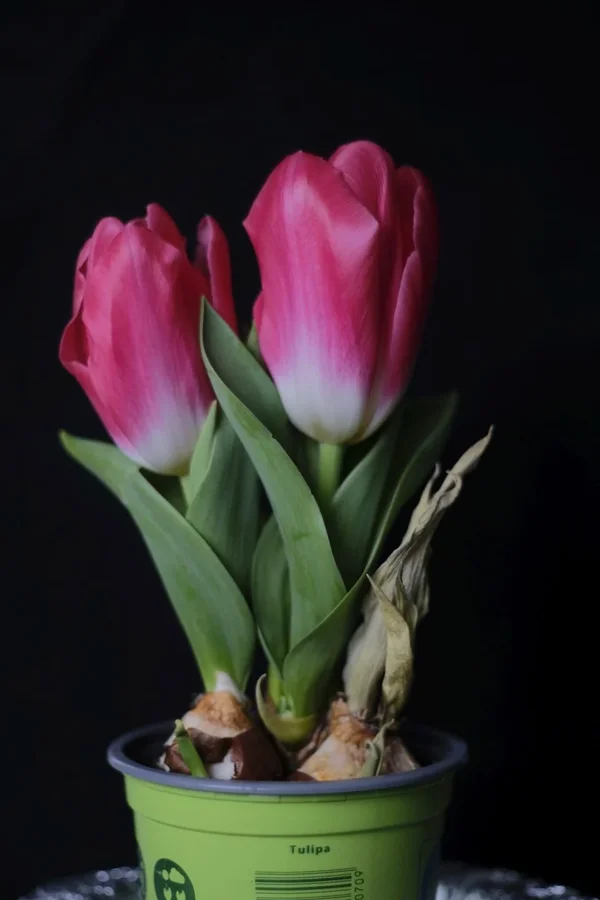 f1.4_DSF0762.webp