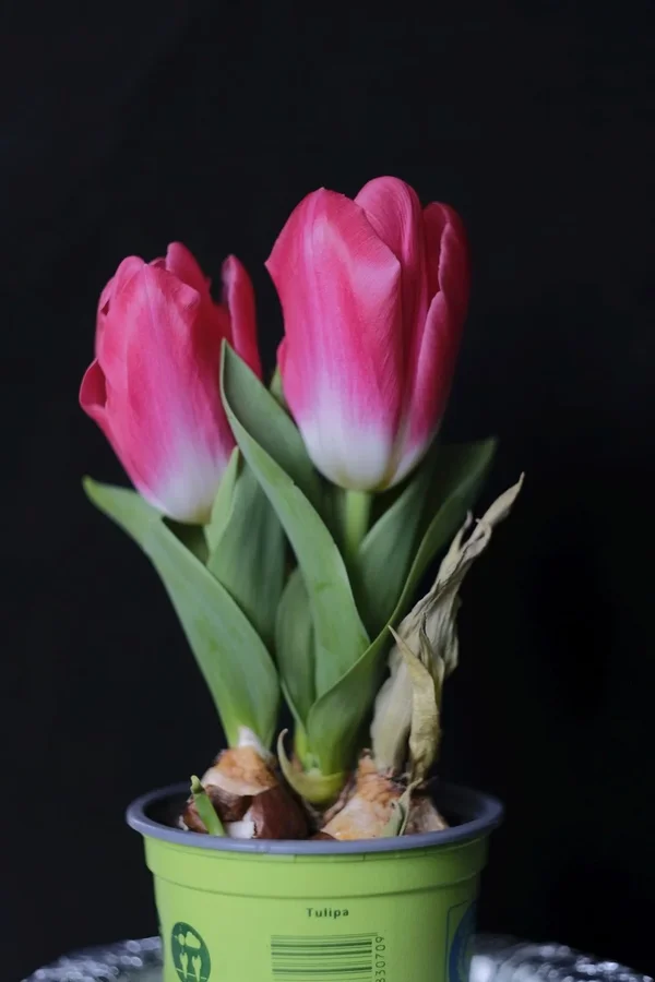 f1.8_DSF0756.webp