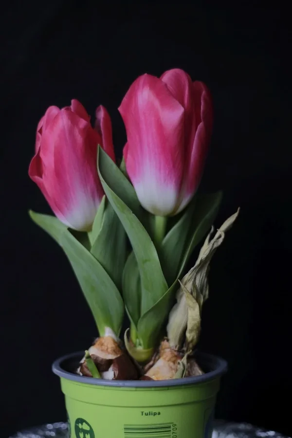 f1.8_DSF0763.webp